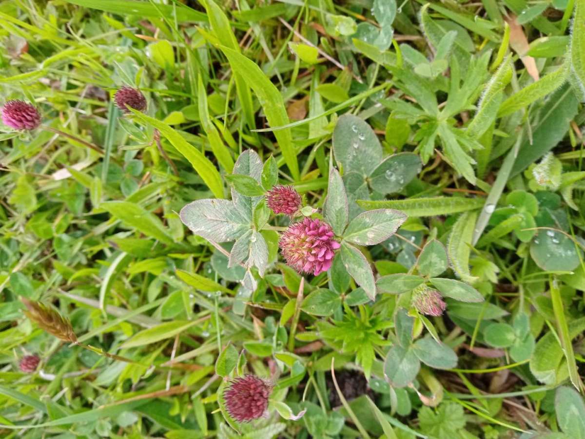 Purple clover on Monkwood Green